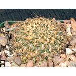 Sulcorebutia candiae 4-inch pots