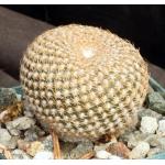 Sulcorebutia arenacea 5-inch pots