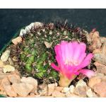 Sulcorebutia mentosa 4-inch pots