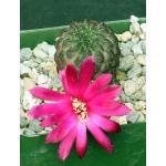 Sulcorebutia rauschii 4-inch pots