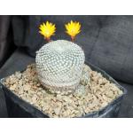 Sulcorebutia arenacea one-gallon pots