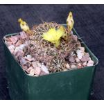 Sulcorebutia candiae 4-inch pots