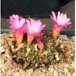 Sulcorebutia mentosa one-gallon pots