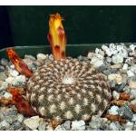 Sulcorebutia arenacea 4-inch pots