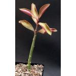 Synadenium grantii cv 'Rubra' 5-inch pots