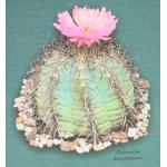 T-shirt, Echinocactus horizonthalonius, XL, Emerald