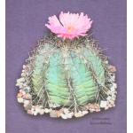 T-shirt, Echinocactus horizonthalonius, Large, Grape