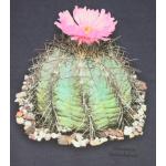 T-shirt, Echinocactus horizonthalonius, 2X Large, Navy