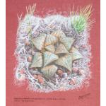 T-shirt, Haworthia magnifica var. splendens, XL, Brick