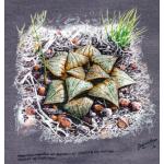 T-shirt, Haworthia magnifica var. splendens, XL, Wine