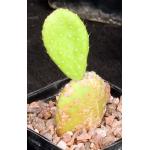 Tacinga inamoena 5-inch pots