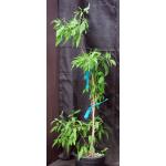 Tecoma stans 2-gallon pots