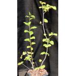 Talinella pachypoda 5-inch pots