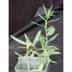 Talinum caffrum 2-inch pots