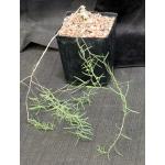 Talinum polygaloides (angustissimum) one-gallon pots