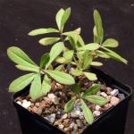 Talinum portulacifolium 5-inch pots