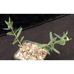 Talinum caffrum 4-inch pots