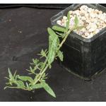 Talinum caffrum 5-inch pots
