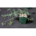 Talinum polygaloides (angustissimum) 4-inch pots