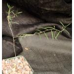Talinum polygaloides (angustissimum) 4-inch pots