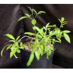 Tecoma stans 2-gallon pots