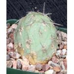 Tephrocactus alexanderi 4-inch pots