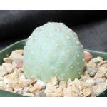 Tephrocactus alexanderi (geometrizans) 5-inch pots