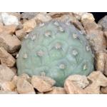 Tephrocactus alexanderi (geometrizans) 4-inch pots