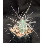 Tephrocactus aoracanthus var. pediophilus 5-inch pots