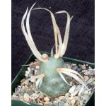 Tephrocactus articulatus var. papyracantha 4-inch pots