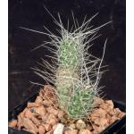 Tephrocactus weberi (white spines) 4-inch pots
