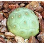 Tephrocactus alexanderi (geometrizans) 3-inch pots