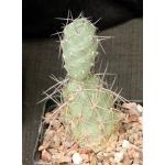 Tephrocactus alexanderi 5-inch pots