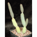 Tephrocactus articulatus var. inermis one-gallon pots