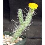 Tephrocactus weberi (white spines) 5-inch pots