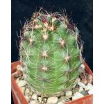 Thelocactus bicolor (tricolor) 3-inch pots