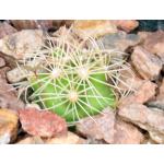 Thelocactus bicolor ssp. schottii 2-inch pots