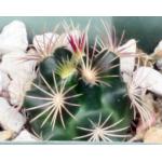 Thelocactus bicolor ssp. schottii 2-inch pots