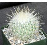 Thelocactus macdowellii 4-inch pots