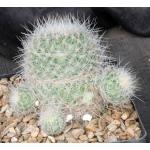 Thelocactus macdowellii one-gallon pots