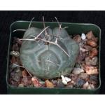 Thelocactus hexaedrophorous 4-inch pots
