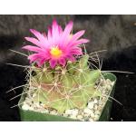 Thelocactus matudae 4-inch pots