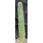 Thrixanthocereus blossfeldiorum 2-gallon pots