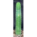 Trichocereus pachanoi cv Ogunbodede one-gallon pots