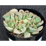 Titanopsis calcarea 2-inch pots