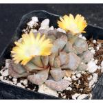 Titanopsis hugo-schlecteri 2-inch pots