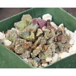 Titanopsis calcarea 4-inch pots