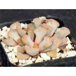 Titanopsis hugo-schlecteri 2-inch pots Titanopsis hugo-schlecteri 2-inch pots
