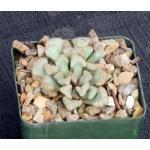 Titanopsis hugo-schlecteri 4-inch pots