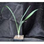 Trachyandra saltii one-gallon pots